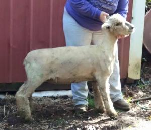 sale-Abell Southdown Ewe Lamb