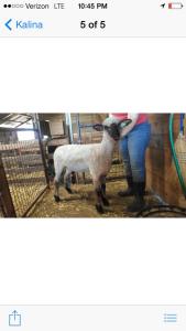 sale-Kalina ewe lamb